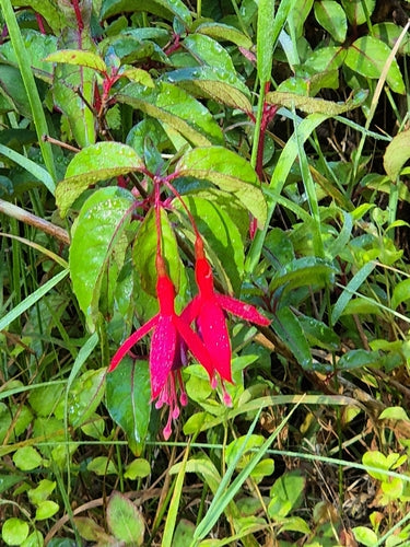 Fuchsien — Bild 4