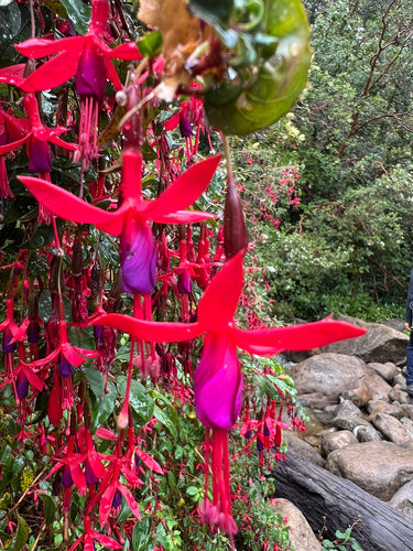 Fuchsien — Bild 3
