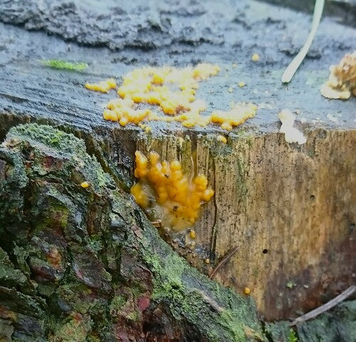 Fusarium-Schimmelpilze — Bild 4 von 50