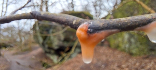 Fusarium-Schimmelpilze — Bild 5 von 50