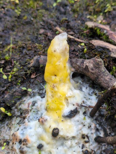 Fusarium-Schimmelpilze — Bild 3 von 50
