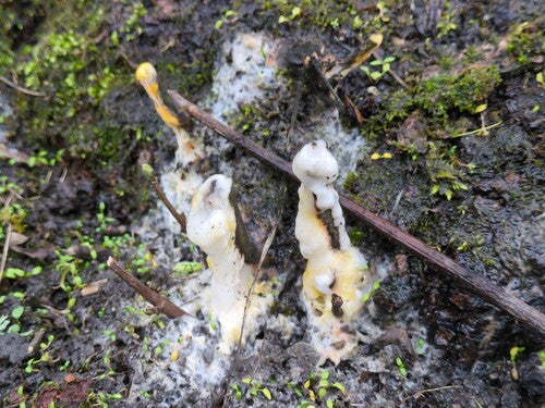 Fusarium-Schimmelpilze — Bild 2 von 50