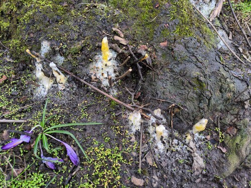 Fusarium-Schimmelpilze — Bild 1 von 50