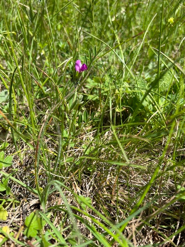 Futter-Wicke — Bild 5