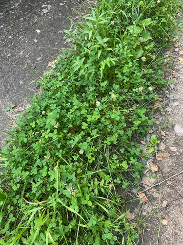Gaensefingerkraut — Bild 4 von 37