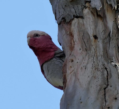 Galah-Kakadu — Bild 3 von 10