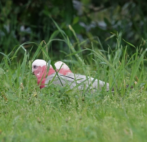Galah-Kakadu — Bild 4 von 10