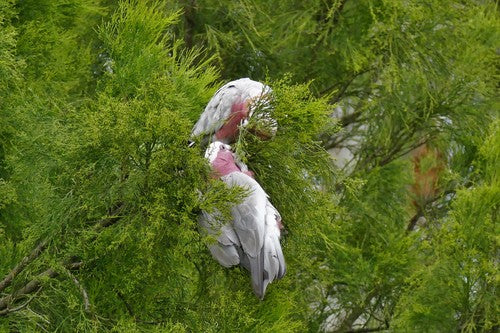 Galah-Kakadu — Bild 5 von 10