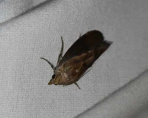 Galleria Mellonella — Bild 5
