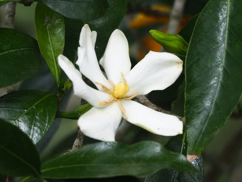 Gardenie — Bild 5
