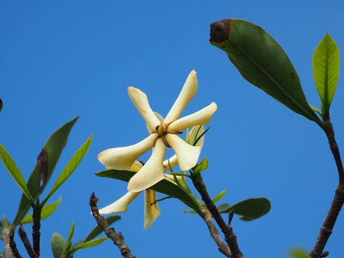 Gardenie — Bild 3