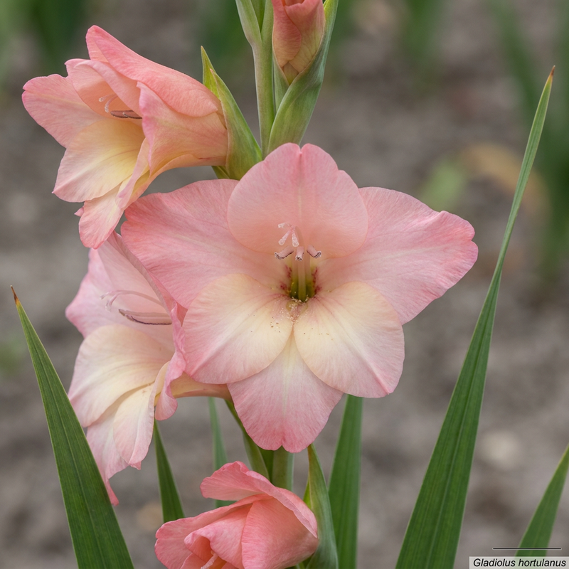 Garten-Gladiole
