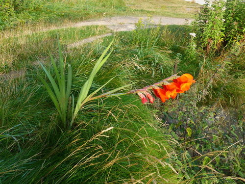 Garten-Gladiole — Bild 5