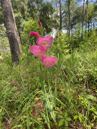 Garten-Gladiole — Bild 4