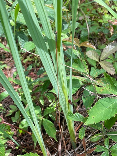 Garten-Gladiole — Bild 3