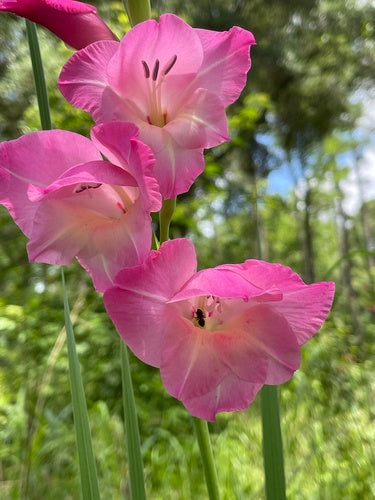 Garten-Gladiole — Bild 2