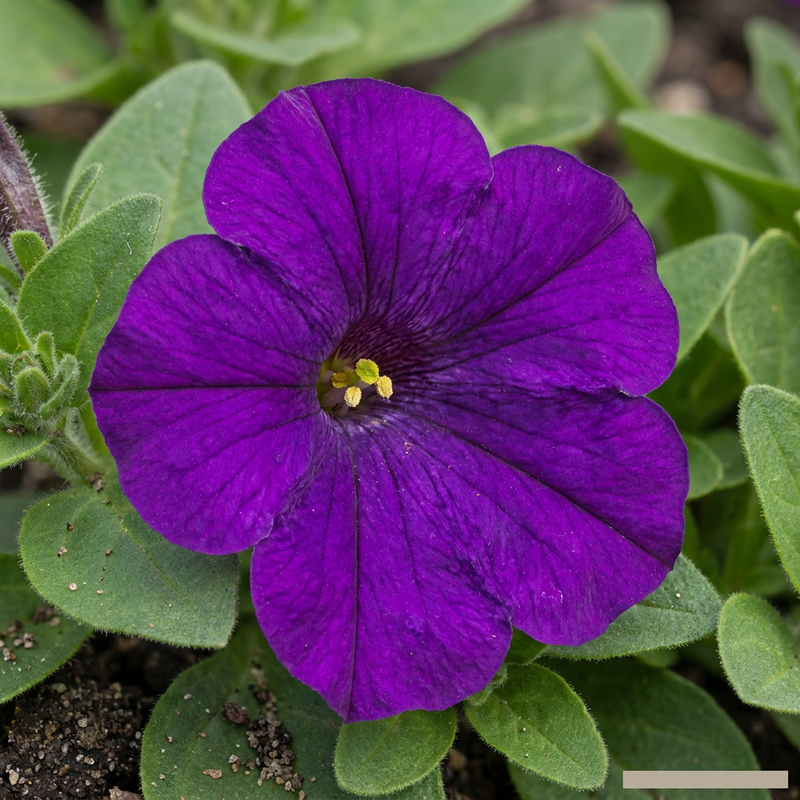 Garten-Petunie