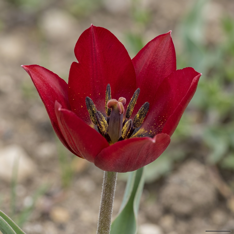 Garten-Tulpe