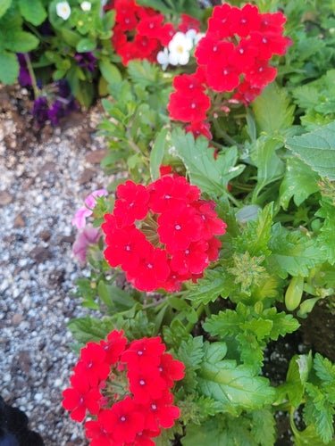 Garten-Verbene — Bild 5 von 5