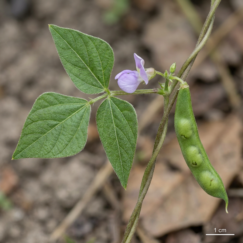 Gartenbohne