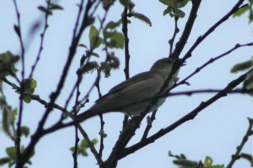 Gartengrasmücke — Bild 3 von 8