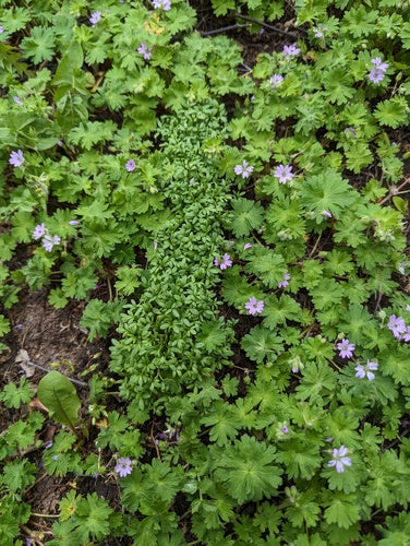 Gartenkresse — Bild 5 von 8