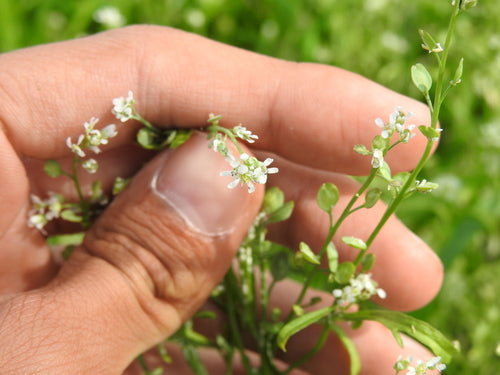 Gartenkresse — Bild 3 von 8