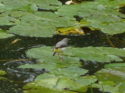 Gebirgsstelze — Bild 5 von 8