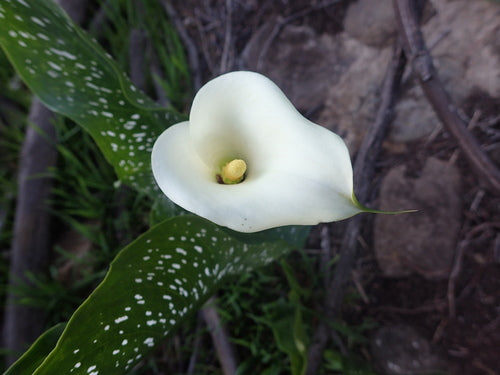 Gefleckte Calla — Bild 3