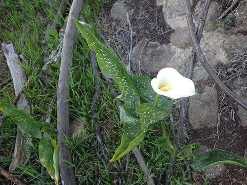 Gefleckte Calla — Bild 2