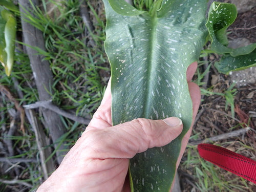 Gefleckte Calla — Bild 1
