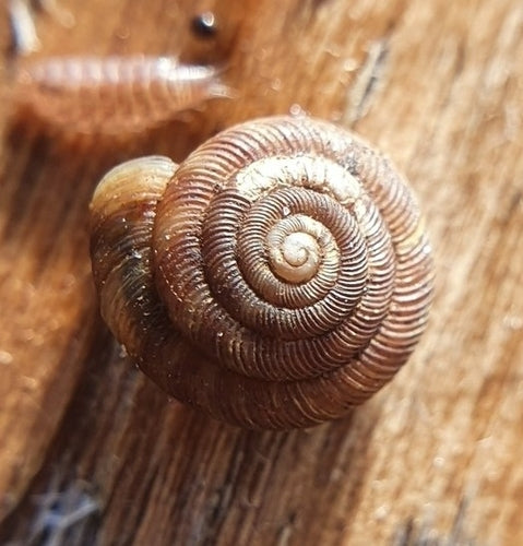 Gefleckte Schüsselschnecke — Bild 4