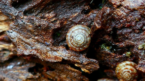Gefleckte Schüsselschnecke — Bild 3