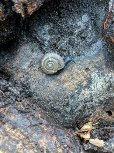 Gefleckte Schüsselschnecke — Bild 2