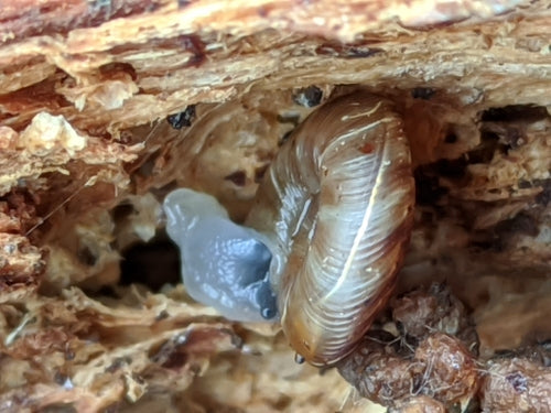 Gefleckte Schüsselschnecke — Bild 5