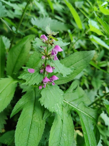 Gefleckte Taubnessel — Bild 5