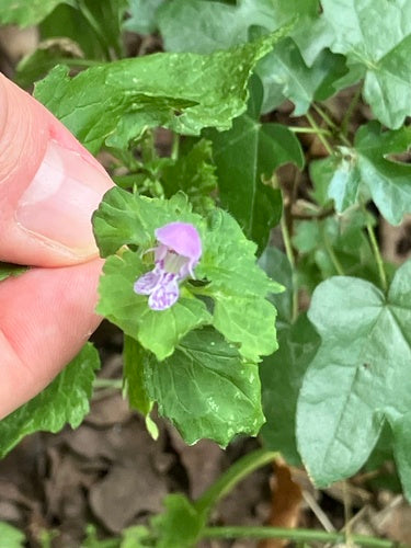 Gefleckte Taubnessel — Bild 3