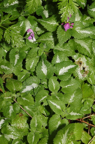 Gefleckte Taubnessel — Bild 4