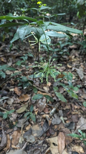 Gefleckter Drachenbaum — Bild 4