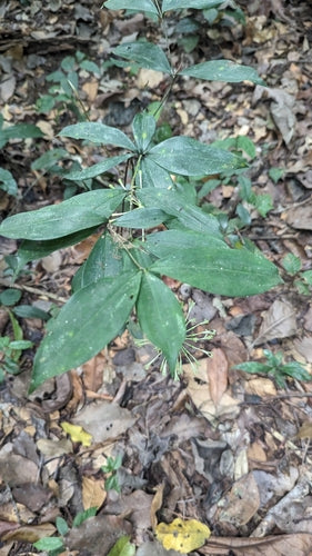 Gefleckter Drachenbaum — Bild 3