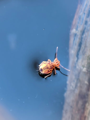 Gefleckter Kugelspringer — Bild 5 von 10