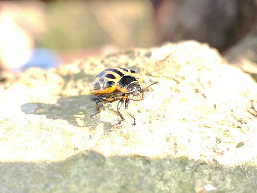 Gefleckter Weidenblattkäfer — Bild 5 von 10