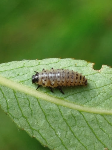Gefleckter Weidenblattkäfer — Bild 5