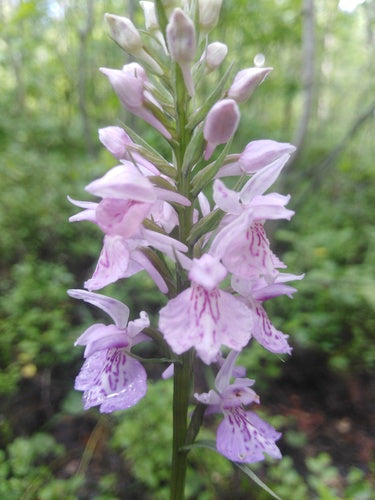 Geflecktes Knabenkraut — Bild 5 von 9