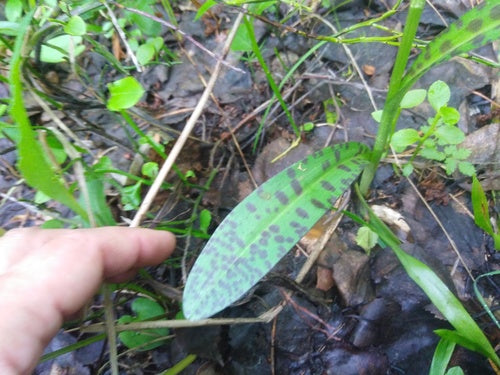 Geflecktes Knabenkraut — Bild 3 von 9