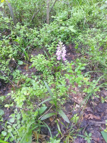 Geflecktes Knabenkraut — Bild 2 von 9