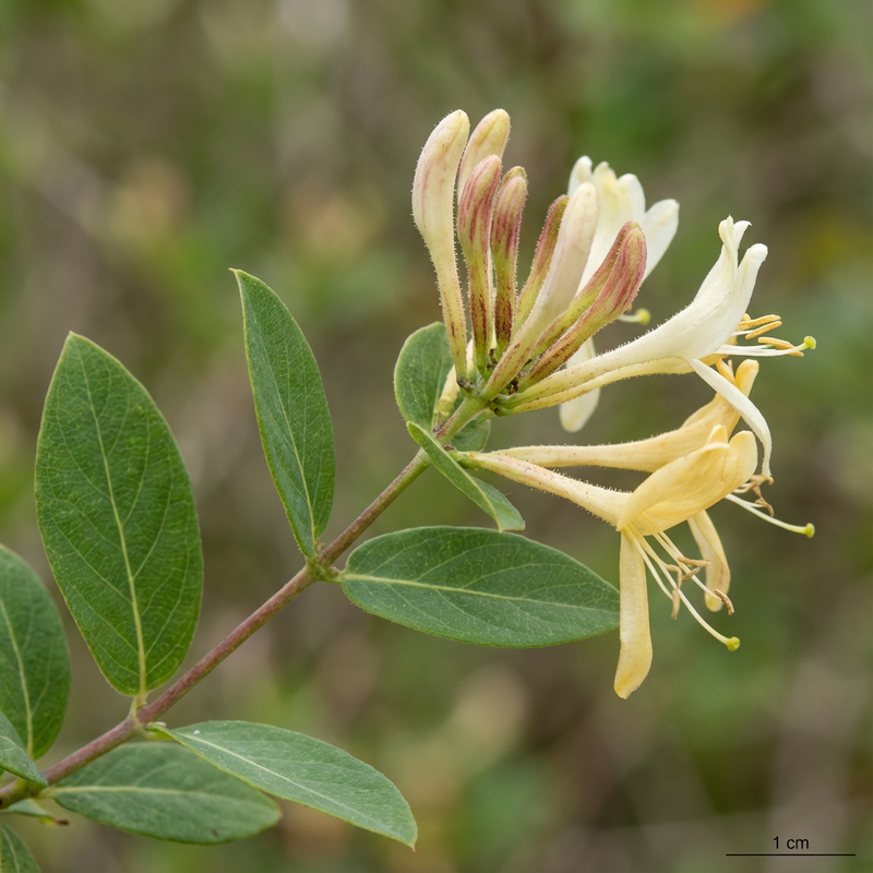 Geissblatt
