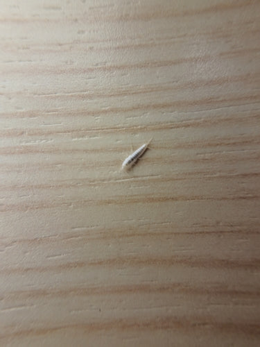 Geisterfischchen — Bild 5