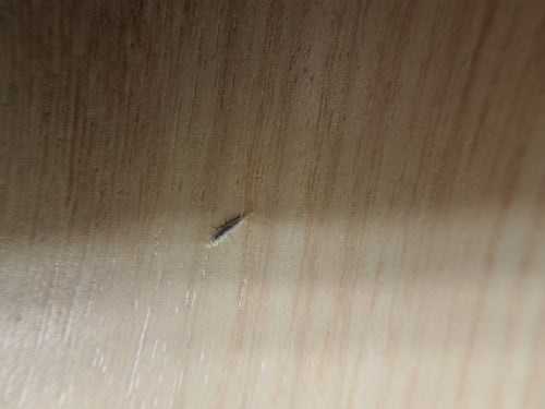Geisterfischchen — Bild 4