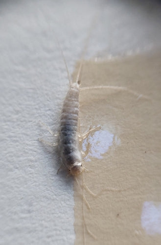 Geisterfischchen — Bild 3